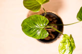 Homalomena expedita